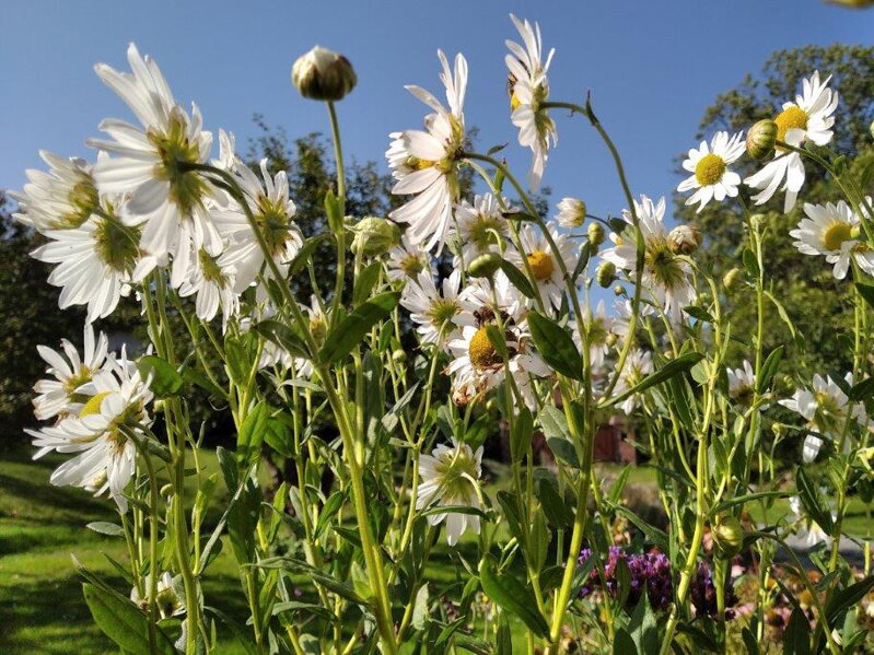 LUHOVNICE POZDNÍ - Leucanthemella serotina