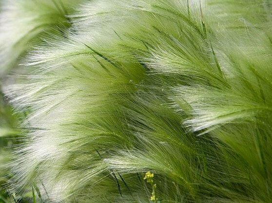 KAVYL PÉŘOVITÝ - Stipa tenuissima ´Pony Tails´