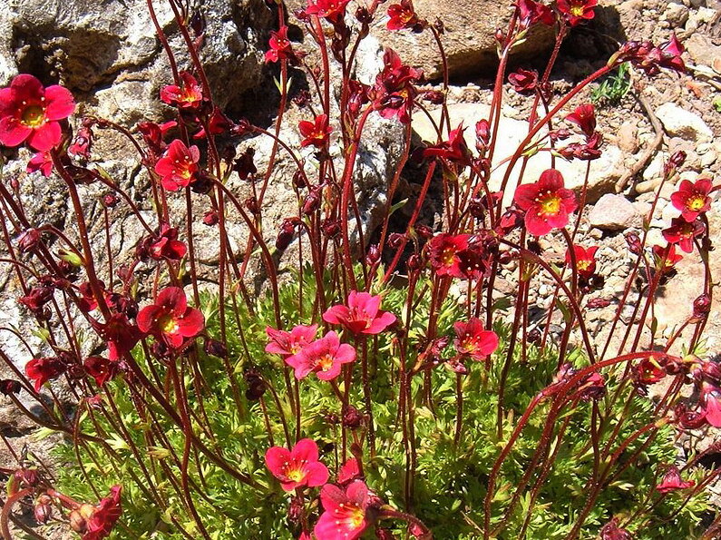 LOMIKÁMEN - Saxifraga arendsii 'Harder Zwerg'