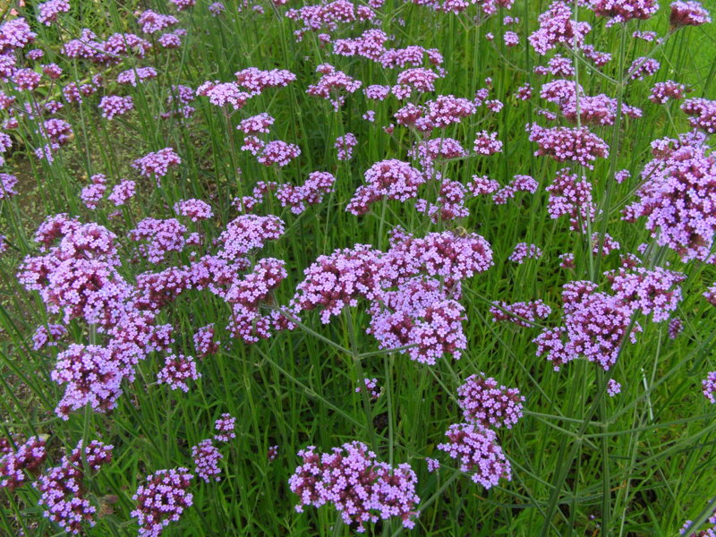 VERBENA ARGENTINSKÁ (SPORÝŠ) -  Verbena bonariensis 