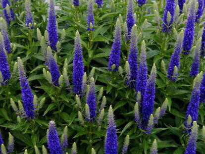 ROZRAZIL KLASNATÝ - Veronica spicata 'Nana Blauteppich'